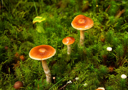 蘑菇怎么吃?蘑菇的做法大全