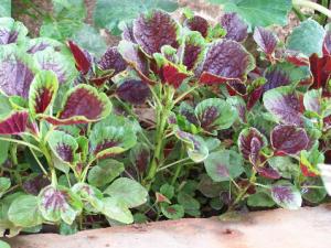 莧菜的營養(yǎng)價(jià)值-莧菜的做法