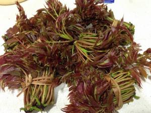 香椿炒雞蛋怎么做好吃?香椿炒雞蛋的做法