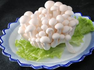 白玉菇的做法-白玉菇的營養價值