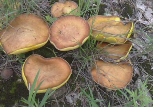 ��Ģ������-��Ģ�Ĺ�Ч�c����