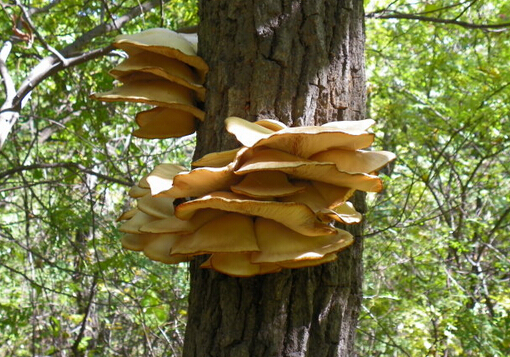 ԪĢ������-ԪĢ�ķNֲ���g(sh��)