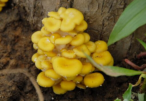 ���SĢ������-���SĢ�Ĺ�Ч�c����