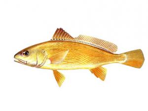 黃姑魚的營養價值-黃姑魚的做法