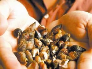 織紋螺怎么做?織紋螺的簡介-織紋螺的做法