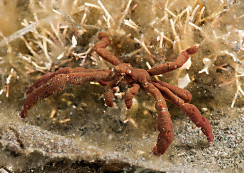 蜘蛛蟹的營養(yǎng)價(jià)值-蜘蛛蟹的做法