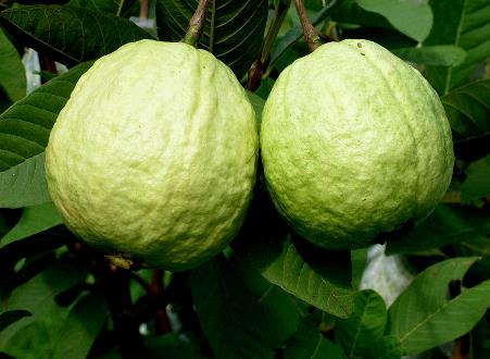 如何挑選番石榴?番石榴的做法大全