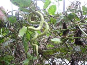 蛇瓜怎么吃?蛇瓜的做法大全