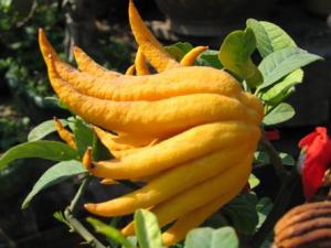 佛手怎么做好吃?佛手的做法大全