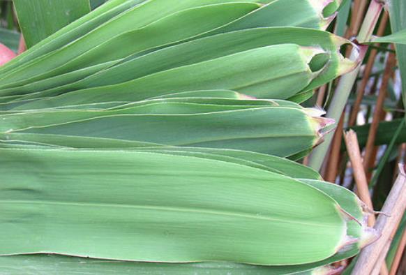 包粽子葉是用什么葉子?我國很早就出現用蘆葦葉包粽子的習俗