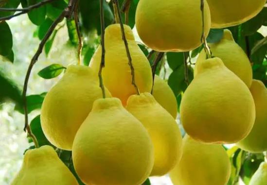 柚子煮粥為什么是苦的?柚子可以直接煮粥嗎?