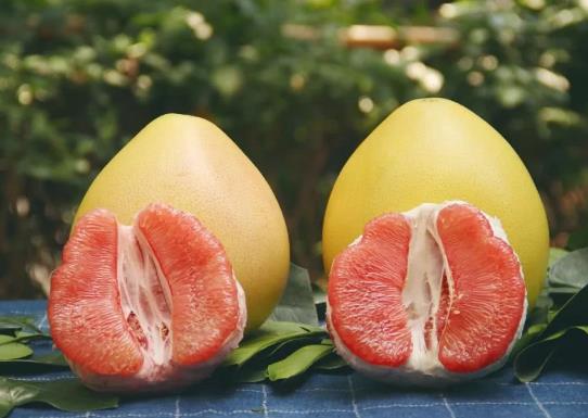 柚子煮粥為什么是苦的?柚子可以直接煮粥嗎?