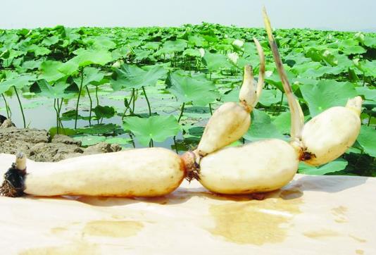 蓮藕可以放速凍嗎?蓮藕要去皮切嗎?