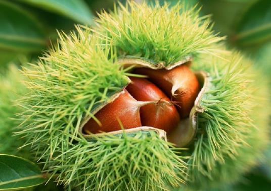 烤箱烤板栗要用什么火?烤板栗的具體做法