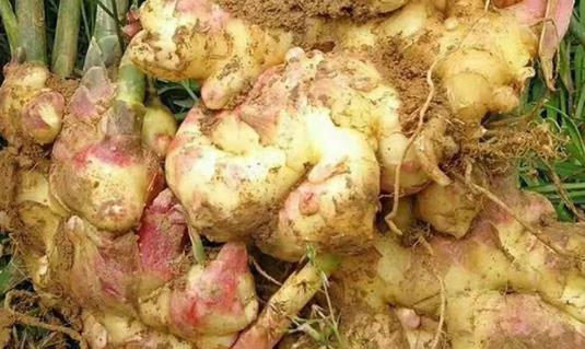 洋姜為什么會發黑?洋姜怎么腌制不發黑