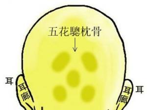 骨相圖解:五花驄枕骨