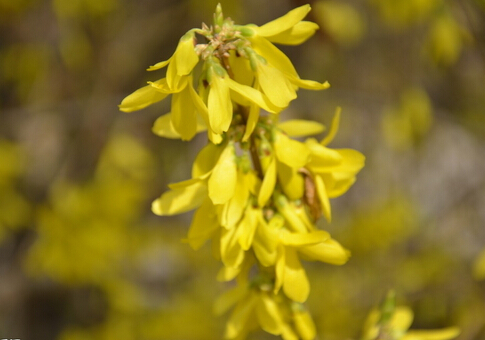 連翹的介紹-連翹的功效與作用