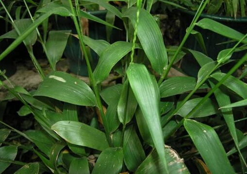 �����~�Ĺ�Ч�c����-�����~ʳ��Ҫע��ʲô