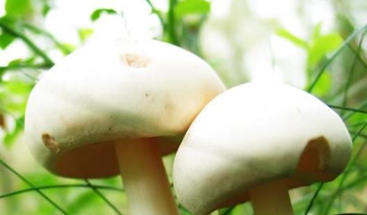 女性保養要趁早做好 推薦女人每月必吃4種防衰老食物