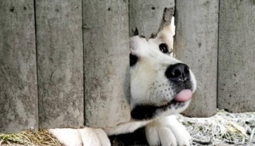 電影《忠犬八公》經典臺詞對白經典語錄名句賞析