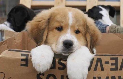 電影《一條狗的使命》經(jīng)典臺詞對白經(jīng)典語錄名句賞析