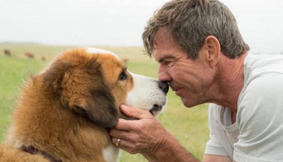 電影《一條狗的使命》經(jīng)典臺詞對白經(jīng)典語錄名句賞析