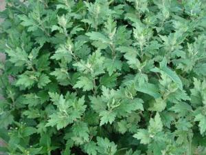 孕婦能用艾葉泡腳嗎？艾葉泡腳的功效與作用