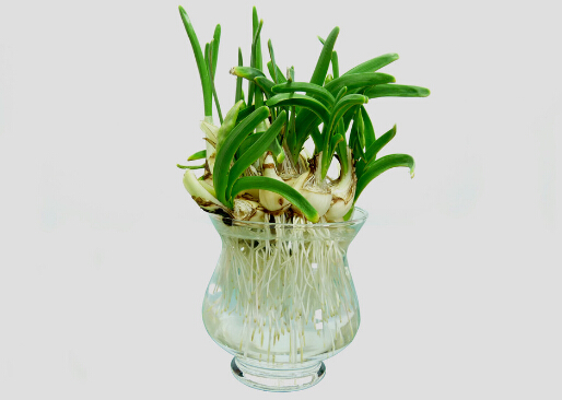 家里有孕婦能養(yǎng)水仙花嗎?水仙花的養(yǎng)殖方法和注意事項(xiàng)