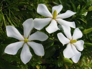 家里有孕婦能養梔子花嗎？梔子花的養殖方法