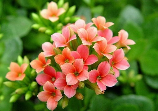 家里有寶寶能養長壽花嗎?長壽花的養殖方法