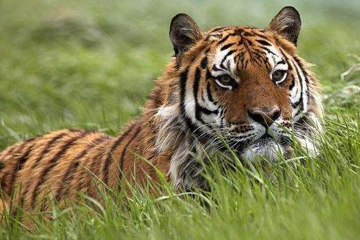 2018年屬虎的人今年幾歲?屬虎的人2018年多大了