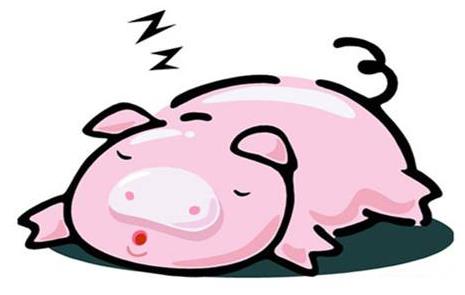 2018年屬豬的人今年幾歲?屬豬的人2018年多大了