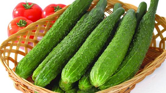 黃瓜的種植時間是什么時候?秋黃瓜的最佳種植時間