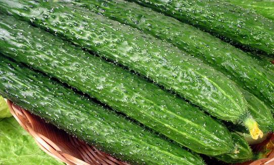 黃瓜的種植時間是什么時候?秋黃瓜的最佳種植時間