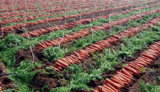 胡蘿卜種植時間是什么時候?胡蘿卜最佳種植時間