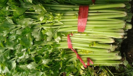 芹菜種植時間是什么時候?芹菜最佳種植時間