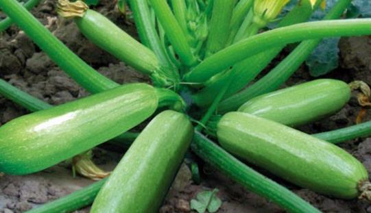 西葫蘆種植時間是什么時候?西葫蘆最佳種植時間