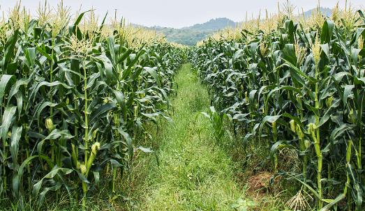 水果玉米種植時間 水果玉米什么時候種植