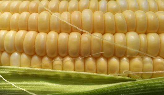 水果玉米種植時間 水果玉米什么時候種植