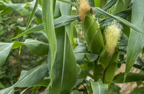 玉米澆水時間如何掌握 玉米什么時候澆水合適