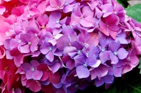 繡球花開花時間是什么時候 繡球花開花季節