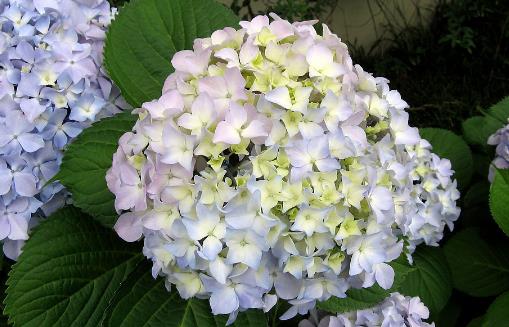 繡球花開花時間是什么時候 繡球花開花季節
