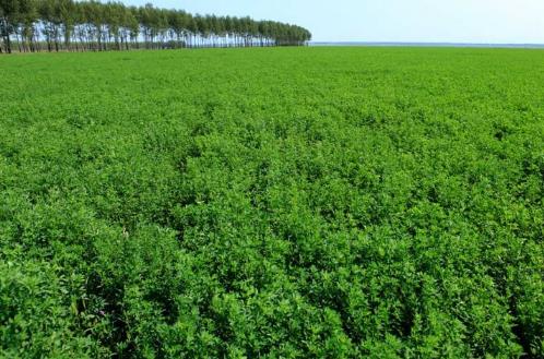 苜蓿種植時間是什么時候?苜蓿最佳種植時間