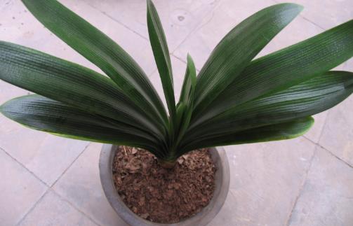 君子蘭開花時間 君子蘭什么時候開花