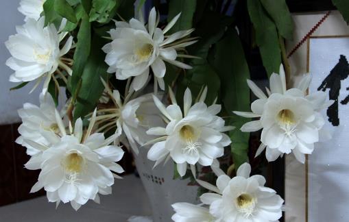 曇花什么時候開花?曇花開花季節(jié)