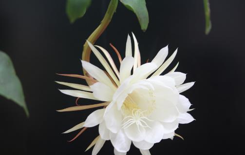 曇花什么時候開花?曇花開花季節(jié)