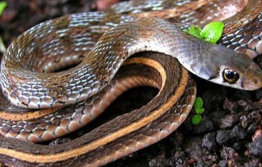 蛇冬眠時間 蛇幾月份冬眠 影響蛇冬眠的因素