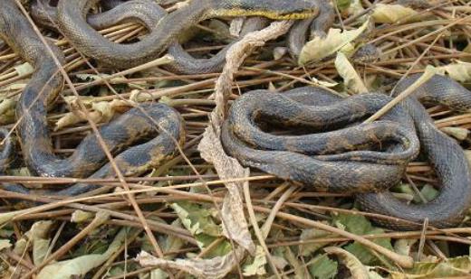 蛇冬眠時間 蛇幾月份冬眠 影響蛇冬眠的因素