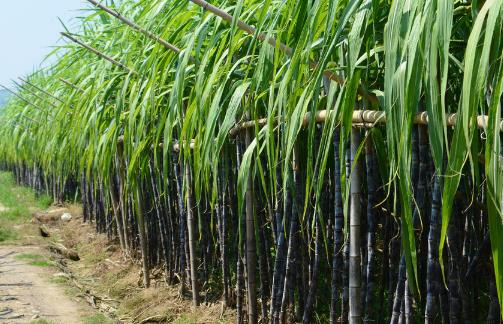 甘蔗種植時間是什么時候?甘蔗最佳種植時間