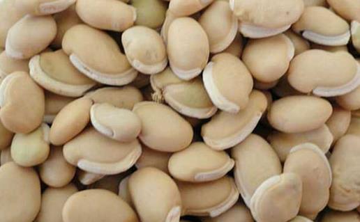 扁豆種植時(shí)間是什么時(shí)候?扁豆最佳種植時(shí)間